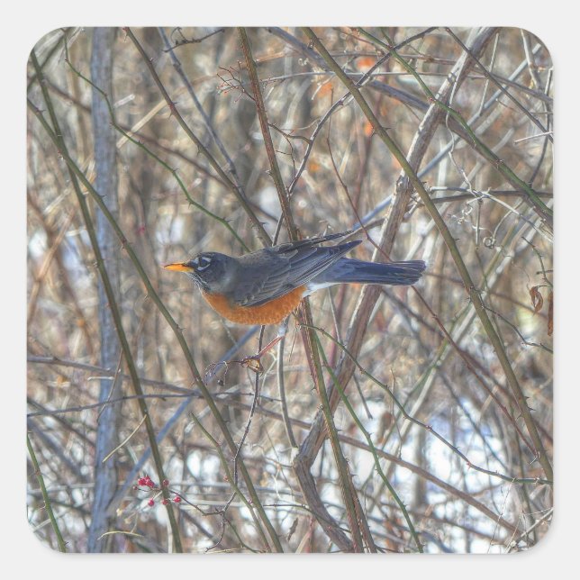 American Robin Quadratischer Aufkleber (Vorderseite)