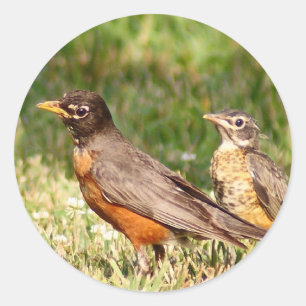 American Robin Runder Aufkleber