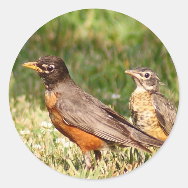 American Robin Runder Aufkleber (Vorderseite)