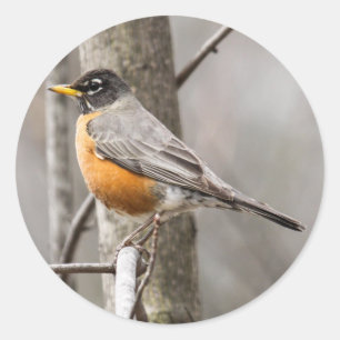 American Robin Runder Aufkleber