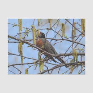 American Robin Spring Blossoms Catkins Seidenpapier