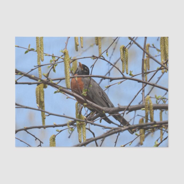 American Robin Spring Blossoms Catkins Seidenpapier (Vorderseite)