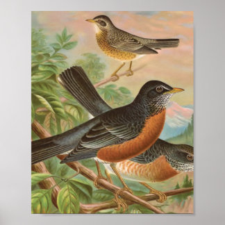 American Robin Vintag Bird Illustration Poster