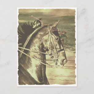 American Saddlebred Faux Vintage Postkarte