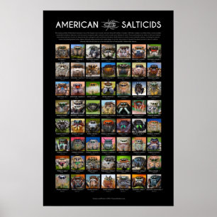 "American Salticids" Springing Spider Faces Poster