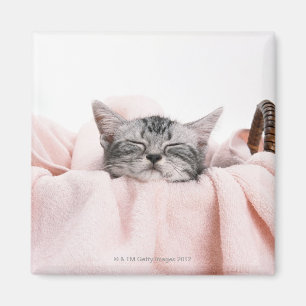 American Shorthair 10 Magnet