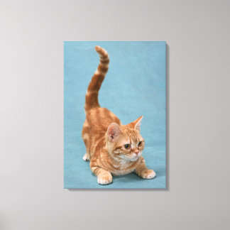 American Shorthair 12 Leinwanddruck