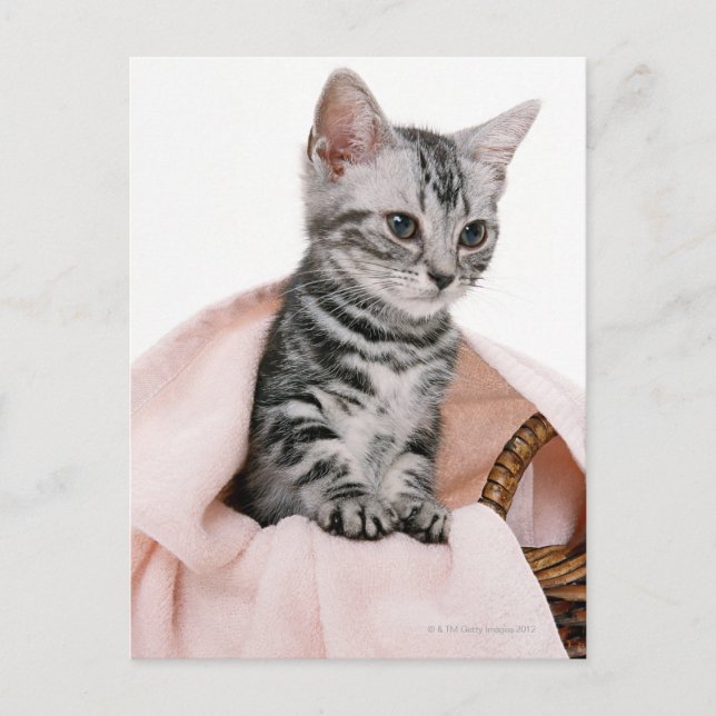 American Shorthair 2 Postkarte (Vorderseite)