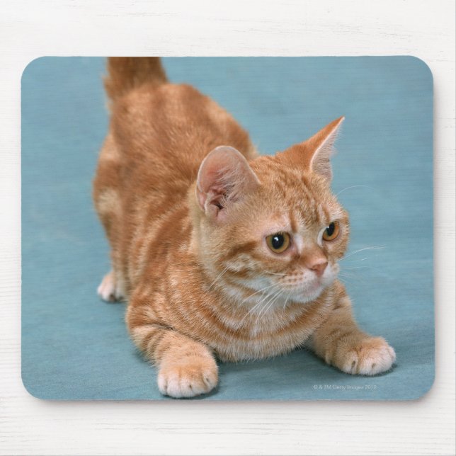 American Shorthair 3 Mousepad (Vorne)