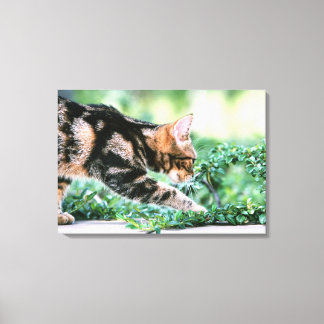 American Shorthair 6 Leinwanddruck