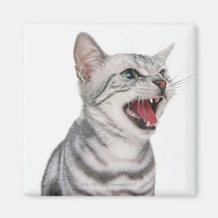 American Shorthair 6 Magnet