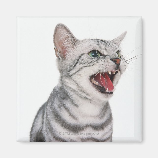 American Shorthair 6 Magnet (Vorne)