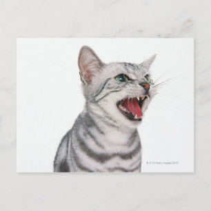 American Shorthair 6 Postkarte