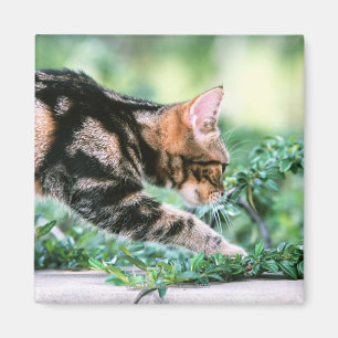 American Shorthair 7 Magnet