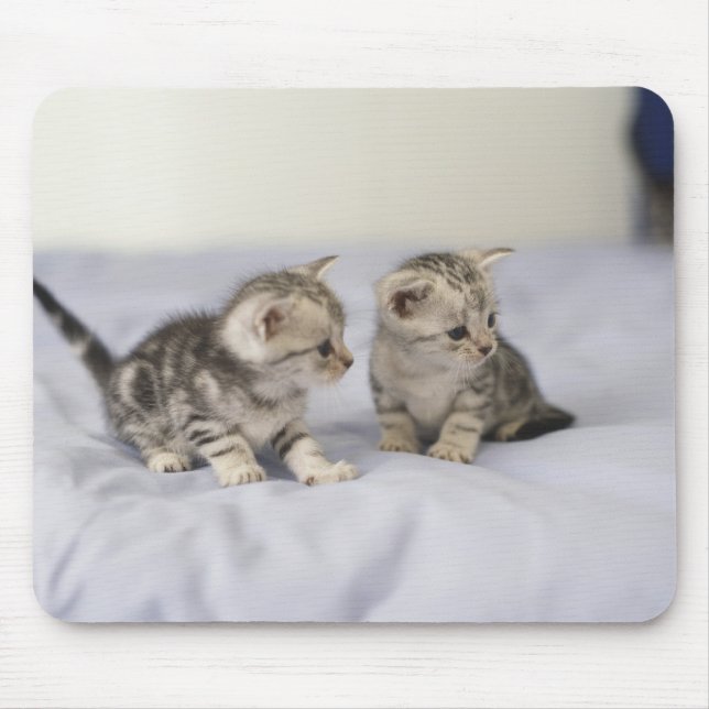 American Shorthair 7 Mousepad (Vorne)