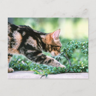 American Shorthair 7 Postkarte
