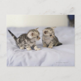 American Shorthair 7 Postkarte