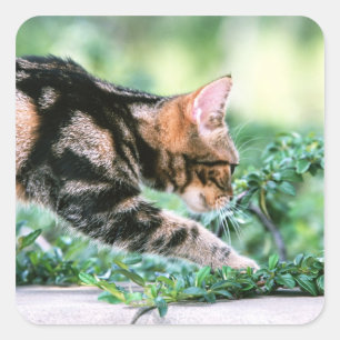 American Shorthair 7 Quadratischer Aufkleber