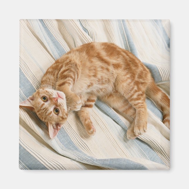American Shorthair 8 Magnet (Vorne)