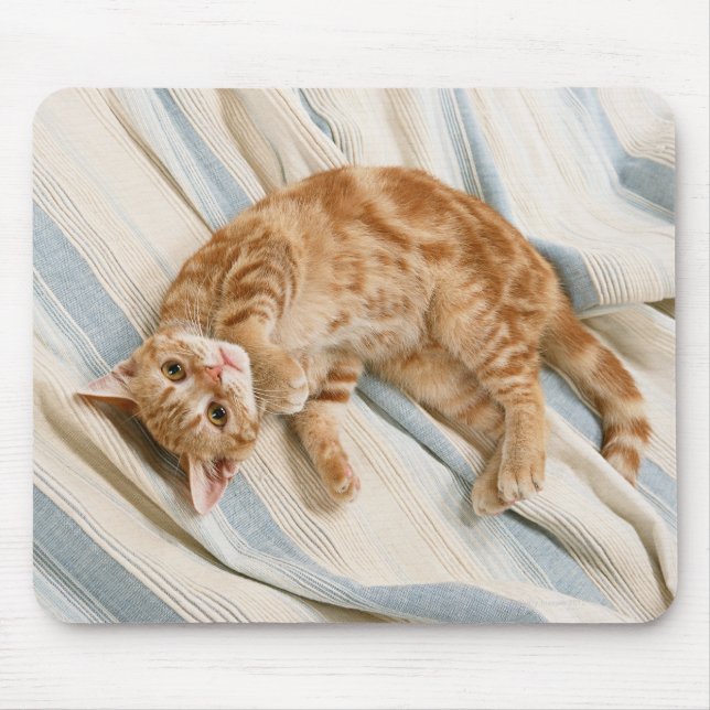 American Shorthair 8 Mousepad (Vorne)