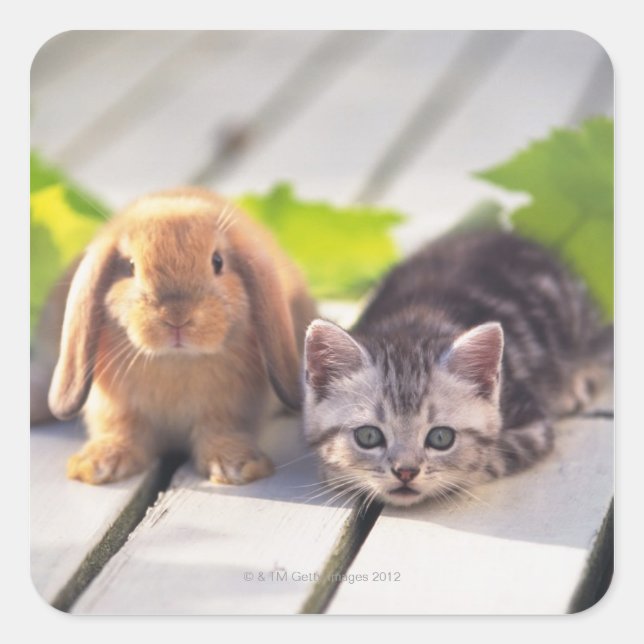American Shorthair & Bunny Quadratischer Aufkleber (Vorderseite)