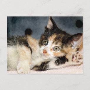 American Shorthair Calico Shelter Kitten Postkarte