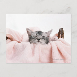 American Shorthair Cat Postkarte