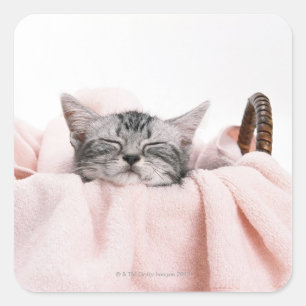 American Shorthair Cat Quadratischer Aufkleber