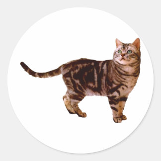 American Shorthair Runder Aufkleber