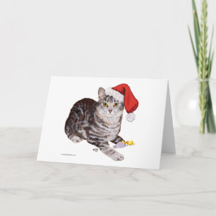 American Shorthair Tabby Cat - Weihnachten