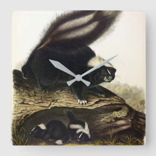 American Skunk oder Striped Skunk von Audubon Quadratische Wanduhr