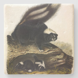 American Skunk oder Striped Skunk von Audubon Steinuntersetzer