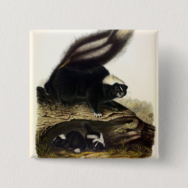 American Skunk, Striped Skunk, von Audubon F Button (Vorderseite)
