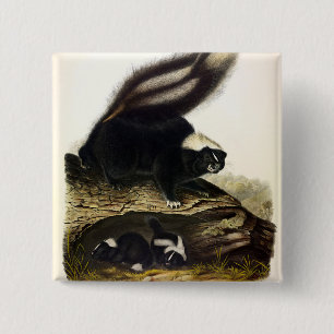 American Skunk, Striped Skunk, von Audubon F Button