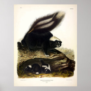 American Skunk, Striped Skunk, von Audubon Poster