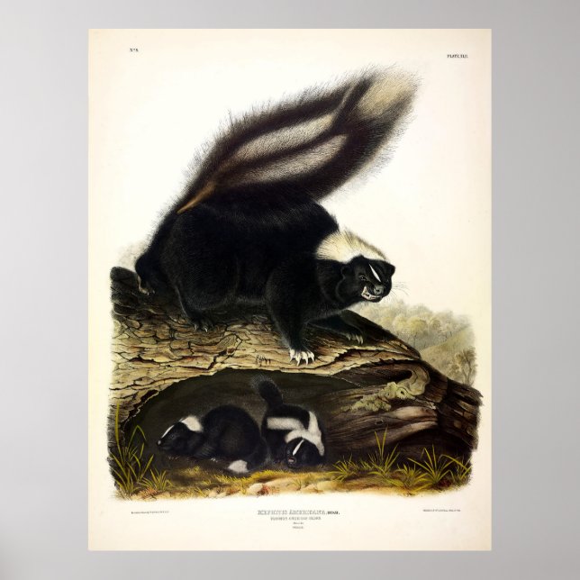 American Skunk, Striped Skunk, von Audubon Poster (Vorne)