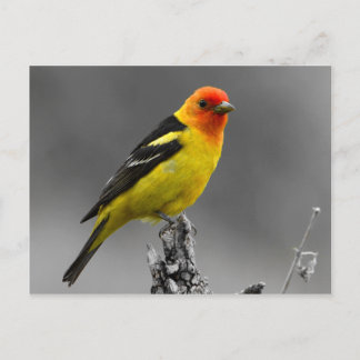 American Songbird Postcard Postkarte