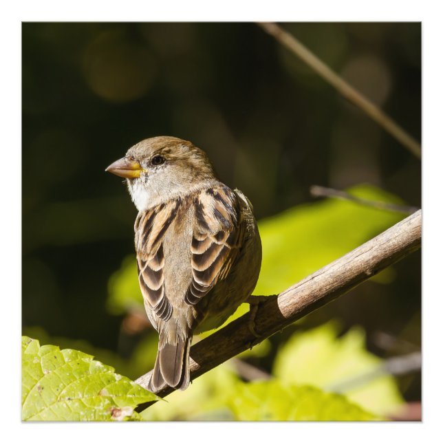 American Sparrow Fotografy Square Print Fotodruck (Vorne)