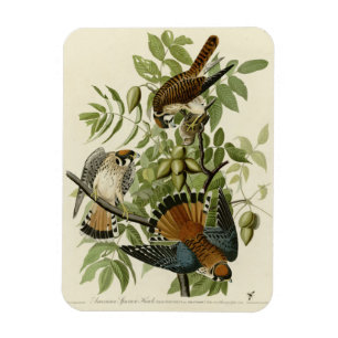 American Sparrow Hawk - Audubons Vögel in Amerika Magnet