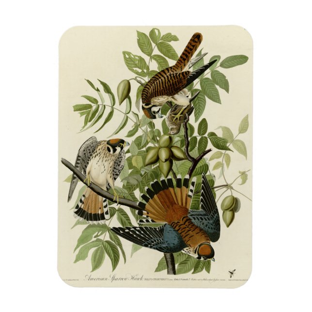American Sparrow Hawk - Audubons Vögel in Amerika Magnet (Vertikal)