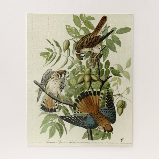 American Sparrow Hawk - Audubons Vögel in Amerika Puzzle (Vertikal)