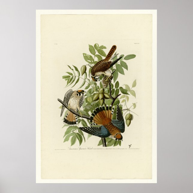 American Sparrow Hawk Poster (Vorne)