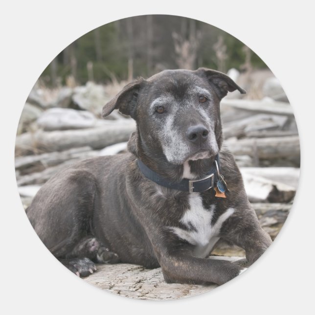 American Staffordshire Terrier - Aufkleber (Vorderseite)