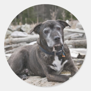 American Staffordshire Terrier - Aufkleber