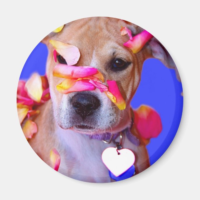 American Staffordshire Terrier Boxer Mix Puppy Dog Magnet (Vorne)