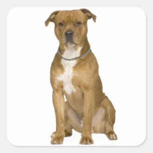 American Staffordshire Terrier Dog Sticker Siegel