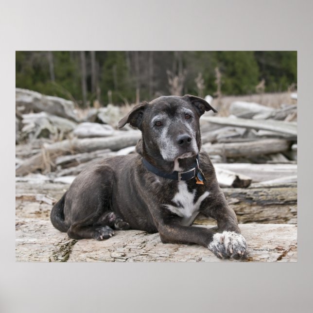 American Staffordshire Terrier - Fine Art Print Poster (Vorne)