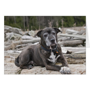 American Staffordshire Terrier Foto Card