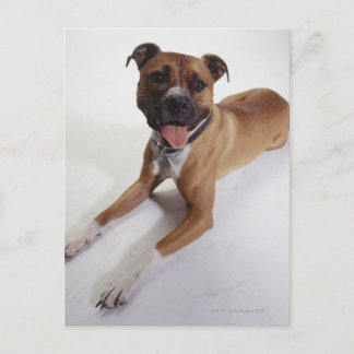 American Staffordshire Terrier, Postkarte