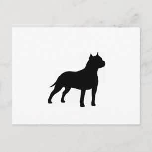 American Staffordshire Terrier Postkarte